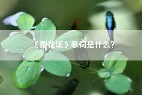 《梨花颂》歌词是什么？