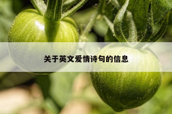 关于英文爱情诗句的信息