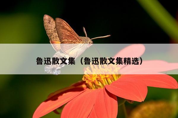 鲁迅散文集（鲁迅散文集精选）