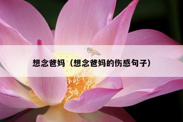 想念爸妈（想念爸妈的伤感句子）