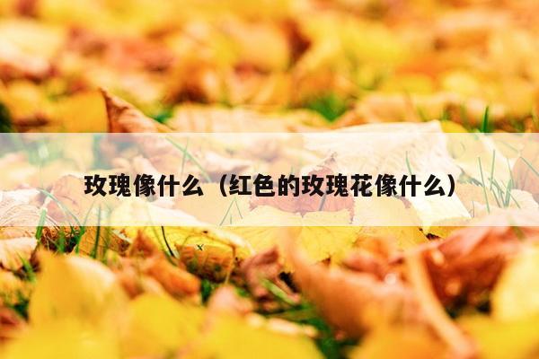 玫瑰像什么（红色的玫瑰花像什么）