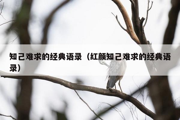 知己难求的经典语录（红颜知己难求的经典语录）