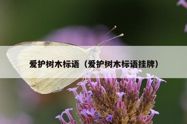 爱护树木标语（爱护树木标语挂牌）