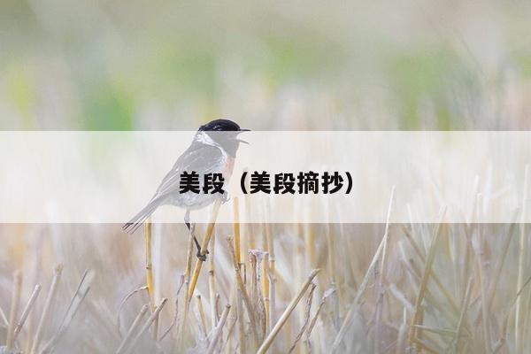 美段（美段摘抄）