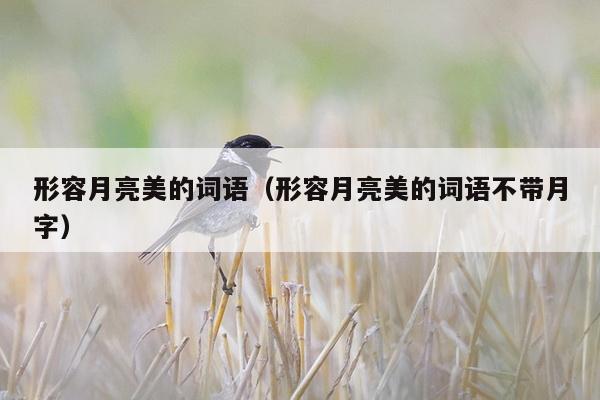 形容月亮美的词语（形容月亮美的词语不带月字）