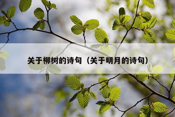 关于柳树的诗句（关于明月的诗句）