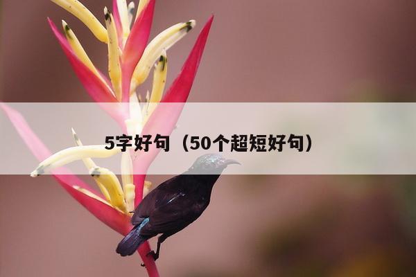 5字好句（50个超短好句）