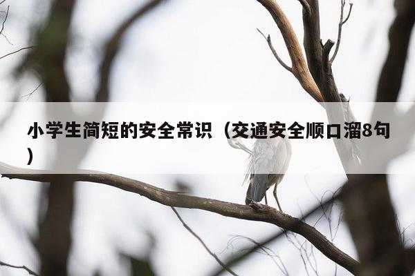 小学生简短的安全常识（交通安全顺口溜8句）