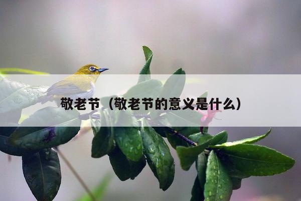 敬老节（敬老节的意义是什么）