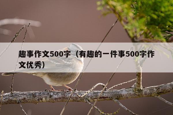 趣事作文500字（有趣的一件事500字作文优秀）