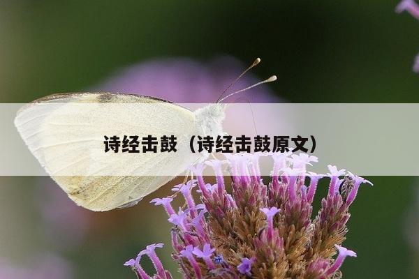 诗经击鼓（诗经击鼓原文）