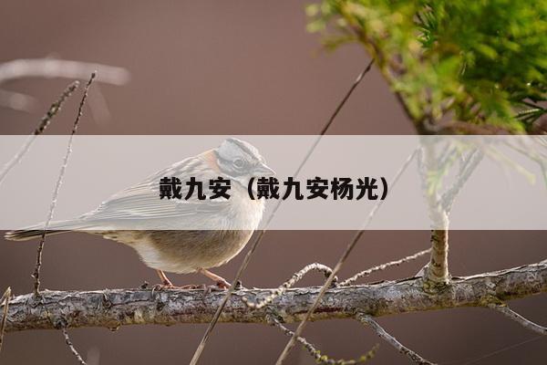 戴九安（戴九安杨光）