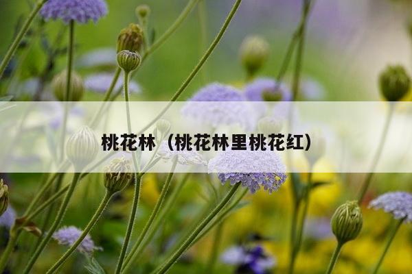 桃花林（桃花林里桃花红）