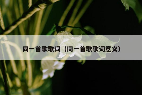 同一首歌歌词（同一首歌歌词意义）