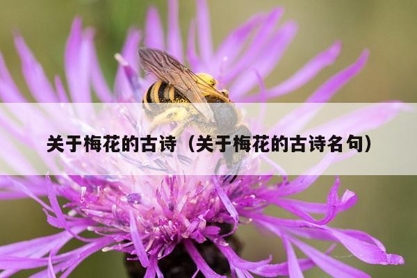 关于梅花的古诗（关于梅花的古诗名句）