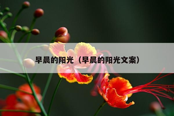 早晨的阳光（早晨的阳光文案）