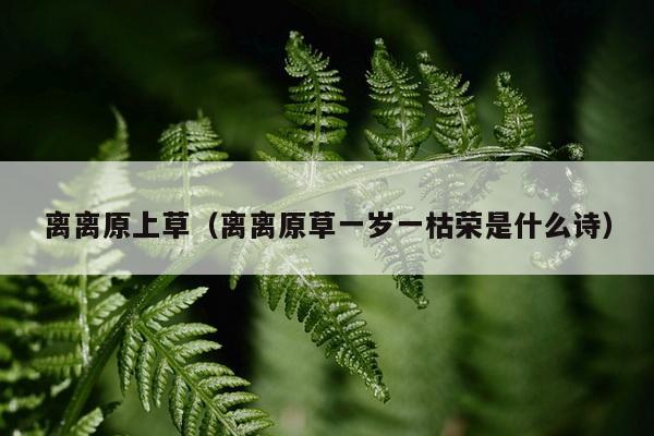 离离原上草（离离原草一岁一枯荣是什么诗）