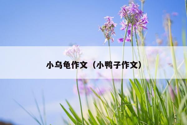 小乌龟作文（小鸭子作文）