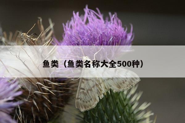 鱼类（鱼类名称大全500种）