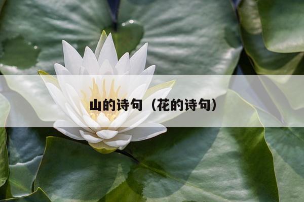 山的诗句（花的诗句）