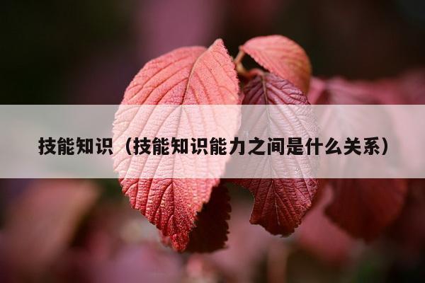 技能知识（技能知识能力之间是什么关系）