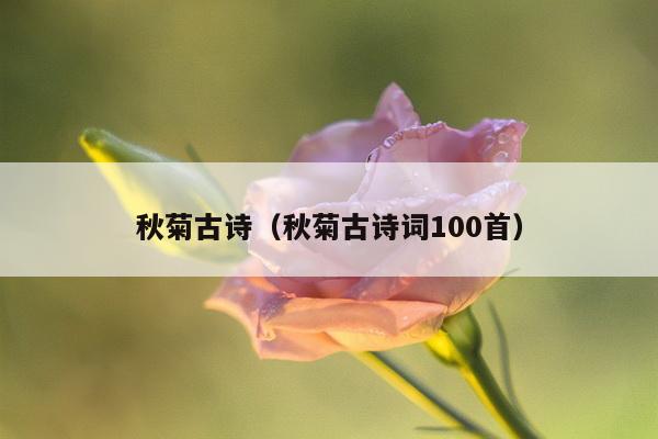 秋菊古诗（秋菊古诗词100首）