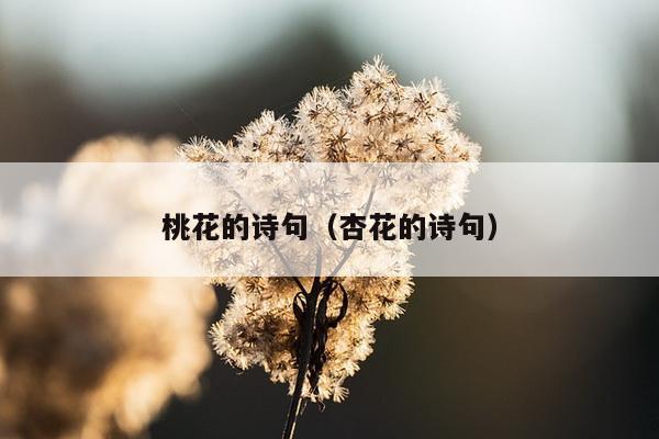 桃花的诗句（杏花的诗句）