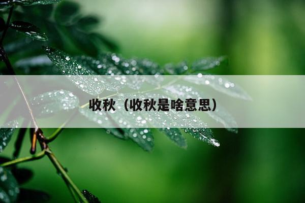 收秋（收秋是啥意思）