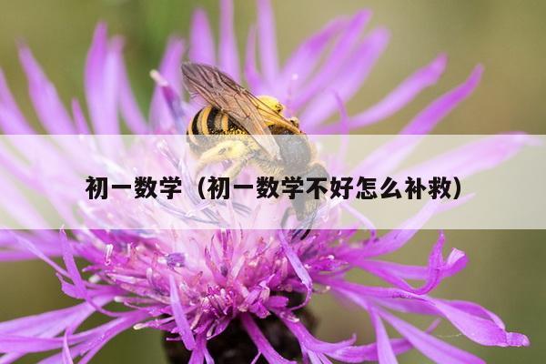 初一数学（初一数学不好怎么补救）