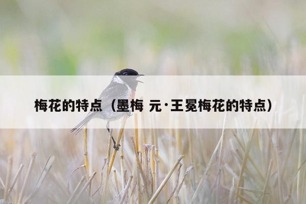 梅花的特点（墨梅 元·王冕梅花的特点）