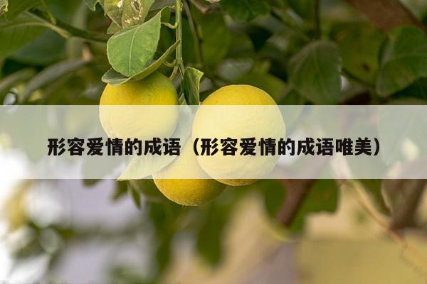 形容爱情的成语（形容爱情的成语唯美）